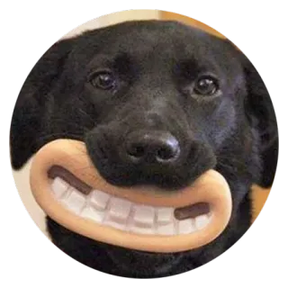 Stupid Dogs @StikeryTG telegram stickers