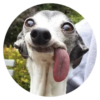 😜 ca69f796 개, 웃긴, 혀, 동물, 귀여운 telegram sticker