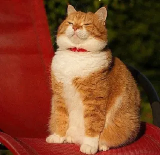 ☺️ 03ee1d0e 猫, 动物, 宠物, 橘猫, 红椅子, 晒日光浴, 家猫 telegram sticker