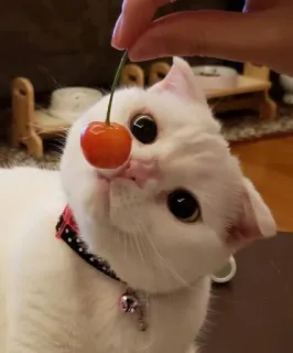 🍒 05a56995 猫, 动物, 宠物, 樱桃, 水果, 可爱, 家畜 telegram sticker