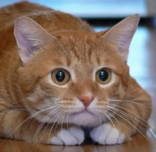 🤨 0d1f7868 猫, 动物, 宠物, 猫科, 橙色, 家猫, 哺乳动物, 可爱 telegram sticker