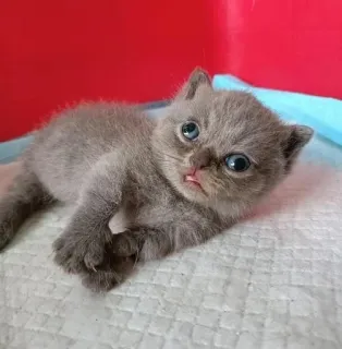 😣 2027149c 猫, 小猫, 可爱, 动物, 家猫, 宠物 telegram sticker