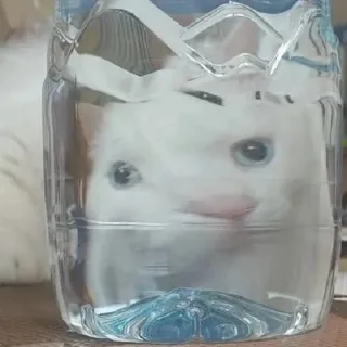🙂 653dcd97 猫, 瓶子, 水, 宠物, 动物, 白猫 telegram sticker