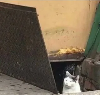 😒 69f0bbd5 猫, 动物, 下水道, 搞笑, 宠物, 可爱, 梗 telegram sticker