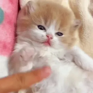 💤 73d7125c 小猫, 猫, 可爱, 迷人, 动物, 宠物 telegram sticker