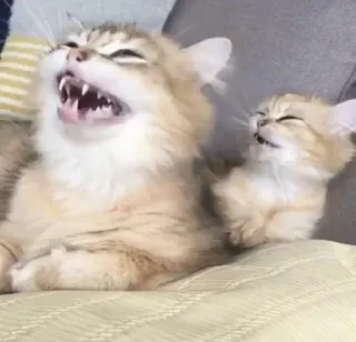 🤣 7e3a5af9 猫, 小猫, 猫科动物, 动物, 搞笑, 可爱 telegram sticker