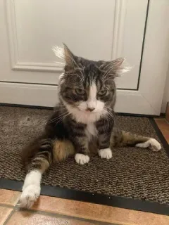 😐 8b939fb3 猫, 动物, 宠物, 家畜, 哺乳动物, 猫科动物 telegram sticker