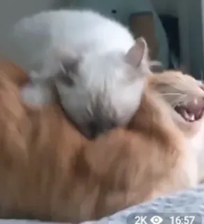 😈 c113aca7 猫, 动物, 小猫, 宠物, 宠物 telegram sticker