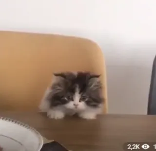 😯 db9f6856 猫, 小猫, 动物, 宠物, 可爱, 家畜 telegram sticker