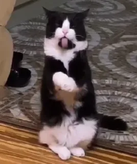 😛 e83c883b 猫, 黑白, 动物, 搞笑, 舌头 telegram sticker