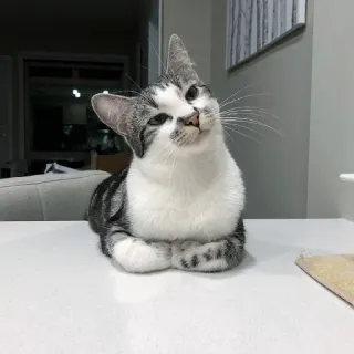 🤔 ed41cea9 猫, 猫科动物, 宠物, 动物, 家猫, 哺乳动物 telegram sticker