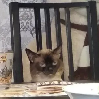 supiedcatpack telegram stickers