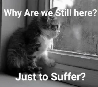 Cats Feelings  @creed_7 (@CalsiBot) telegram stickers