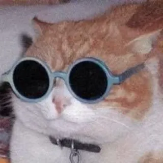 😏 011bddbe mèo, kính râm, ngầu, động vật, thú cưng, meme telegram sticker