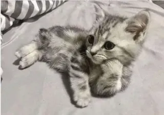 🤔 047b26d7 mèo con, mèo, dễ thương, động vật, thú cưng, mèo telegram sticker