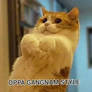 🕺 1b0bcae3 OPPA GANGNAM STYLE mèo, Gangnam Style, Oppa, meme, vui nhộn telegram sticker