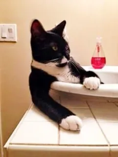 😡 2013e421 mèo, bồn rửa, phòng tắm, động vật, thú cưng, mèo tuxedo telegram sticker
