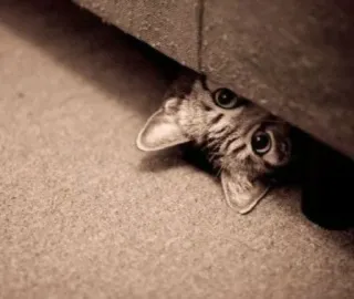 👀 341cb37a mèo, ẩn nấp, động vật, thú cưng, dễ thương, mắt, mèo con telegram sticker