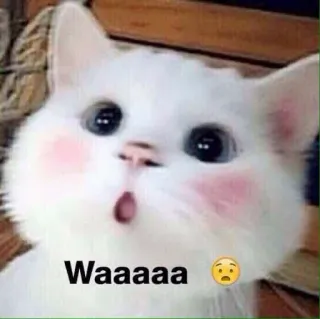 🥰 3cb1dadf Waaaaa 🥺 mèo, dễ thương, động vật, meme, waaaa, buồn, sốc telegram sticker