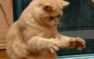 🙃 4626ed98 mèo, động vật, meme, hài hước, thú cưng, cam, ngồi, nhà telegram sticker