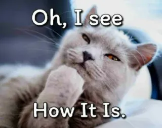 👀 486fc3ef Oh, I see How It Is. mèo, meme, hài hước, thú cưng, suy nghĩ telegram sticker