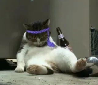 🍾 55157b1a mèo, động vật, meme, hài hước, say, bia, tiệc telegram sticker