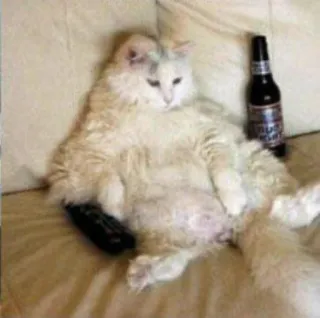 🤟 654fdd42 mèo, bia, lười biếng, ghế sofa, hài hước, động vật, thú cưng telegram sticker