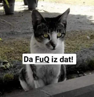 🤔 7d29f07e Da FuQ iz dat! mèo, hài hước, xúc phạm, hài hước, meme telegram sticker