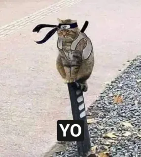 👋 89f5aa50 YO mèo, ninja, động vật, thú cưng, hài hước, meme telegram sticker