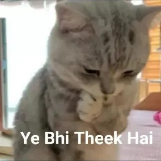 👍 8ce26c3c Ye Bhi Theek Hai mèo, meme, hài hước, dễ thương, biểu cảm, meme trên mạng telegram sticker