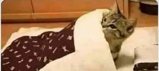 😶 96b128dc mèo, động vật, thú cưng, giường, hài hước, dễ thương telegram sticker