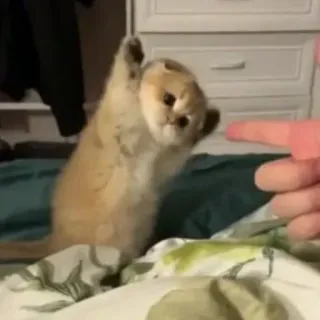 🤗 ec87de41 mèo con, mèo, động vật, dễ thương, hay chơi, thú cưng telegram sticker