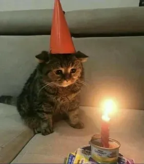 🥺 f0e7feca mèo, mũ tiệc, buồn, sinh nhật, nến, dễ thương, mèo con telegram sticker
