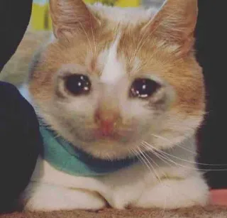 😭 0ced85ed Katze, weinen, traurig, Tier, Meme, Haustier, emotional telegram sticker