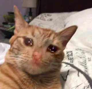 😭 267e569a Katze, traurig, weinend, Meme, Tier, Haustier, verzweifelt telegram sticker