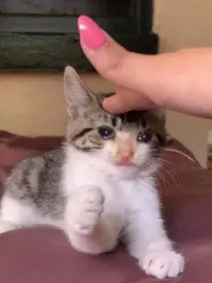 😭 2776569e Kätzchen, Katze, Haustier, Tier, süß, Hand, Finger, rosa, Hauskatze telegram sticker