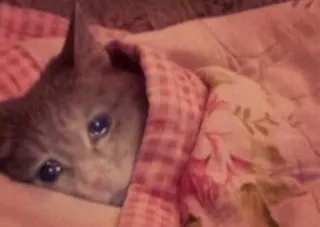 😭 5a5388ce Katze, traurig, weinend, süß, Tier, Kätzchen, Decke, emotional telegram sticker