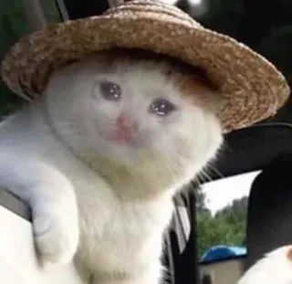 😭 5efd7426 Katze, weinen, traurig, Hut, Haustier, Tier telegram sticker