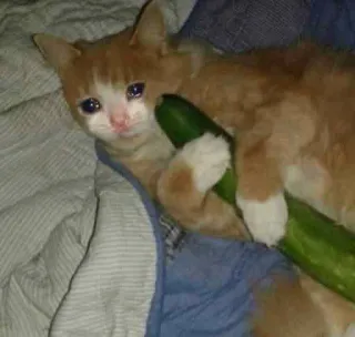 😭 72ae0b72 Katze, Gurke, traurig, Meme, Tier, Haustier telegram sticker