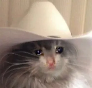 😭 88dcdd64 Katze, weinen, Cowboyhut, traurig, Meme, Tier, Haustier telegram sticker