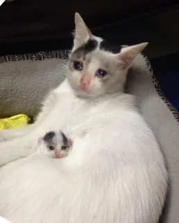 😭 b75372df Katze, Kätzchen, traurig, weinend, Tier, Haustier, süß telegram sticker