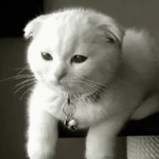 Sukrumotion @sukruma telegram stickers