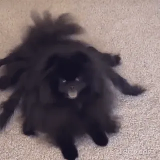 Sukrumotion @sukruma telegram stickers