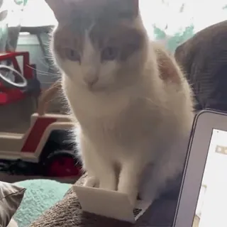 Sukrumotion @sukruma telegram stickers