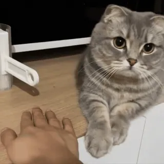 🙏 1cf55a56 고양이, 귀여운, 동물, 애완 동물 telegram sticker