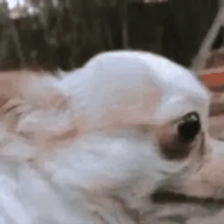 🫠 1d9a178c 개, 골든 리트리버, 동물, 애완 동물, 귀여운 telegram sticker