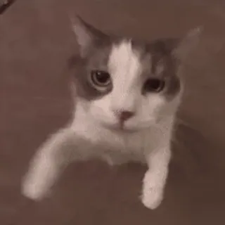 🫂 2a2110b5 고양이 (goyangi), 애완동물 (aewandongmul), 동물 (dongmul), 귀여운 (gwiyeoun), 반려동물 (ballyeodongmul) telegram sticker