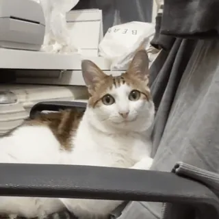 Sukrumotion @sukruma whatsapp stickers