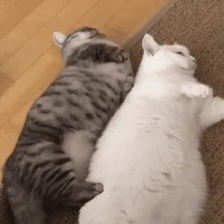 💓 67c34f41 고양이, 자는, 고양이들, 동물, 애완 동물, 귀여운 telegram sticker