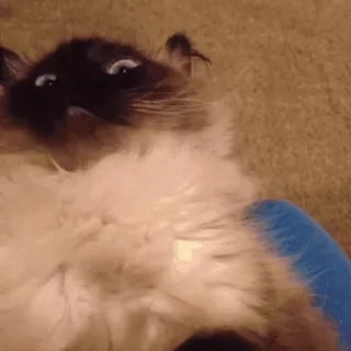 Sukrumotion @sukruma telegram stickers